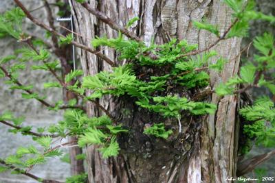 Metasequoia glyptostroboides Hu &amp; W. C. Cheng (dawn-redwood), bark