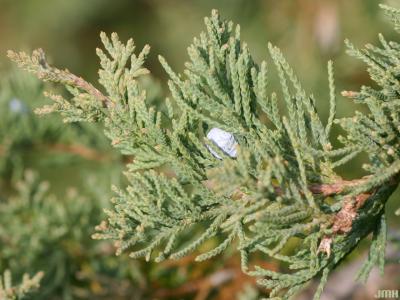 Juniperus virginiana var. crebra Fern. &amp; Grisc. (eastern red-cedar), leaves