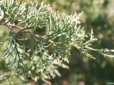 Juniperus virginiana L. (eastern red-cedar), leaves