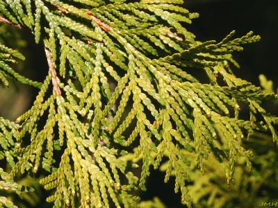 Thuja occidentalis ‘Cloth of Gold’ (Cloth of Gold eastern arborvitae), close-up of leaves
