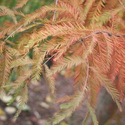 Taxodium distichum (L.) Rich. (bald-cypress), early fall color
