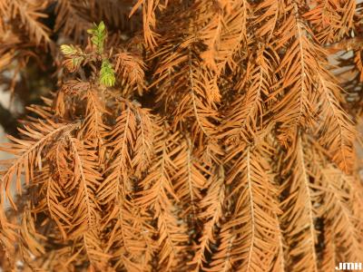 Taxodium distichum ‘Peve Minaret’ (Peve Minaret dwarf bald-cypress), fall color