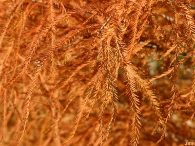Taxodium distichum var. imbricarium (Nutt.) Croom (pond-cypress), fall color