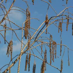Taxodium distichum ‘Shawnee Brave’ (Shawnee Brave bald-cypress), flowers