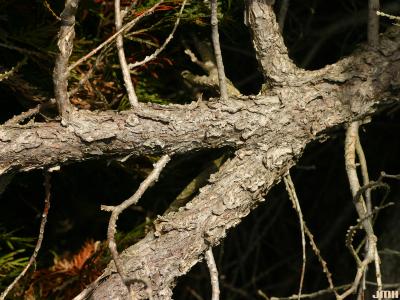 Thuja occidentalis ‘Asplenifolia’ (Fern-leaved eastern arborvitae), bark