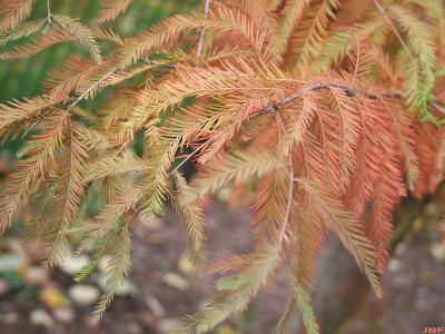 Taxodium distichum (L.) Rich. (bald-cypress), early fall color