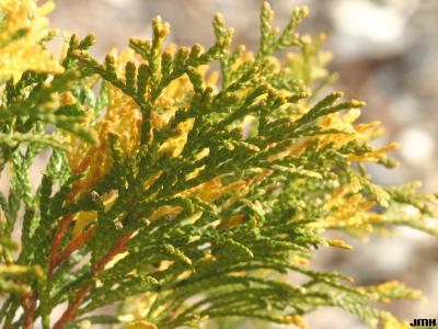 Thuja occidentalis ‘Emerald Variegated’ (Emerald Variegated eastern arborvitae), variegated leaves