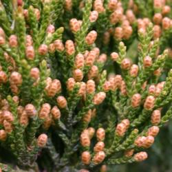 Juniperus virginiana ‘Triomphe d’Angers’ (Triomphe D’angers eastern red-cedar), close-up of male cones