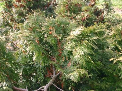 Thuja occidentalis ‘Asplenifolia’ (Fern-leaved eastern arborvitae), foliage and fruit