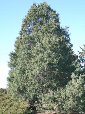 Juniperus virginiana L. (eastern red-cedar), growth habit, evergreen tree form