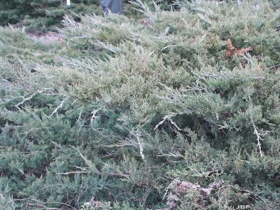 Juniperus virginiana ‘Silver Spreader’ (Silver Spreader eastern red-cedar), branches