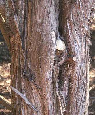 Juniperus virginiana L. (eastern red-cedar), bark