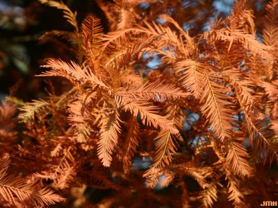 Taxodium distichum (L.) Rich. (bald-cypress), fall color