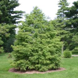 Taxodium distichum (L.) Rich. (bald-cypress), growth habit, deciduous tree form