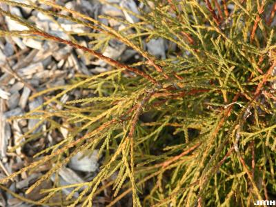 Thuja occidentalis ‘Filiformis’ (Thread-leaved dwarf eastern arborvitae), branches