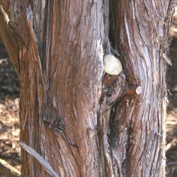 Juniperus virginiana L. (eastern red-cedar), bark