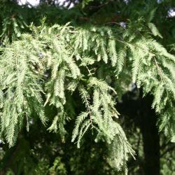 Taxodium distichum (L.) Rich. (bald-cypress), branch