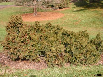Thuja occidentalis ‘Asplenifolia’ (Fern-leaved eastern arborvitae), growth habit, spreading evergreen form