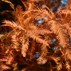 Taxodium distichum (L.) Rich. (bald-cypress), fall color