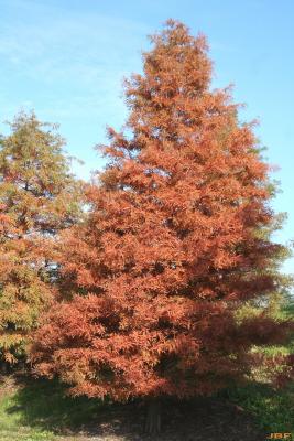 Taxodium distichum (L.) Rich. (bald-cypress), growth habit, deciduous tree form, fall color