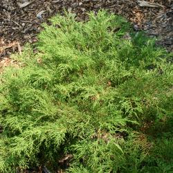 Microbiota decussata Komar. (Siberian-cypress), growth habit, shrub form