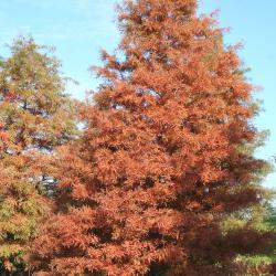 Taxodium distichum (L.) Rich. (bald-cypress), growth habit, deciduous tree form, fall color