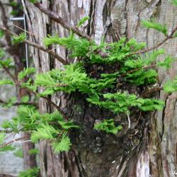 Metasequoia glyptostroboides Hu &amp; W. C. Cheng (dawn-redwood), bark