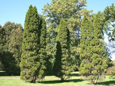 Thuja occidentalis ‘Smaragd’ (Emerald eastern arborvitae), growth habit, evergreen tree form