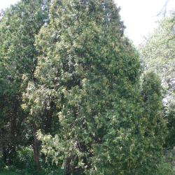 Thuja occidentalis L. (eastern arborvitae), growth habit, evergreen tree form