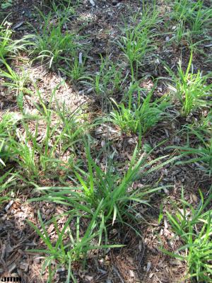Carex hirtifolia Mack. (hairy wood sedge), growth habit, form