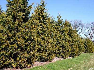 Thuja plicata ‘Atrovirens’ (Dark Green giant arborvitae), growth habit, evergreen tree form