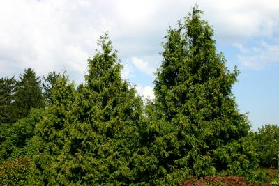 Thuja plicata ‘Excelsa’ (Columnar giant arborvitae), growth habit, evergreen tree form