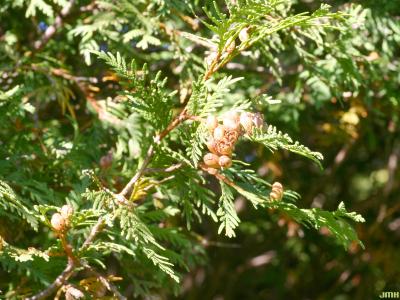 Thuja occidentalis ‘Wagneri’ (Wagner eastern arborvitae), leaves and fruit