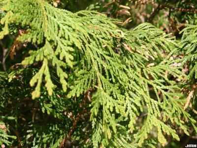 Thuja occidentalis ‘Woodwardii’ (Woodward eastern arborvitae), leaves