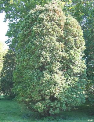Thuja occidentalis ‘Winona’ (Winona eastern arborvitae), growth habit, evergreen tree form