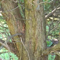 Thuja occidentalis ‘Winona’ (Winona eastern arborvitae), bark