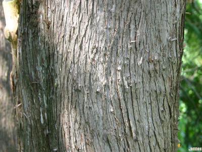 Thuja occidentalis L. (eastern arborvitae), bark