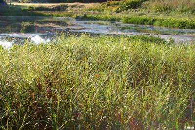 Bolboschoenus fluviatilis (Torr.) Soják (river bulrush), growth habit, form, Meadow Lake in background