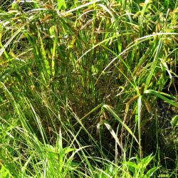 Carex comosa Boott (bristly sedge), growth habit, sedge form