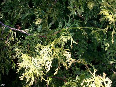 Thuja plicata ‘Atrovirens’ (Dark Green giant arborvitae), branch