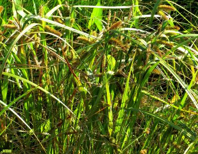 Carex comosa Boott (bristly sedge), plant habit