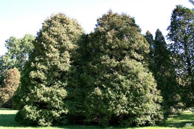 Thuja occidentalis L. (eastern arborvitae), growth habit, evergreen tree form