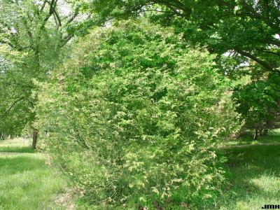 Thuja occidentalis ‘Woodwardii’ (Woodward eastern arborvitae), growth habit, evergreen tree form