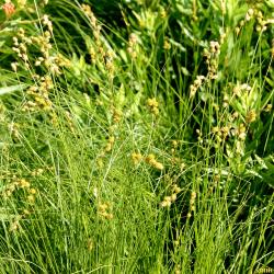 Carex brevior (Dewey) Mack. ex Lunell (plains oval sedge), growth habit, sedge form