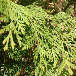 Thuja occidentalis ‘Woodwardii’ (Woodward eastern arborvitae), leaves