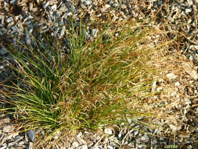 Carex morrowii ‘Silk Tassels’ (Silk Tassels morrow’s sedge), growth habit, form