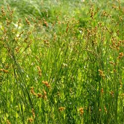 Carex bicknellii Britton (Bicknell’s sedge), inflorescence