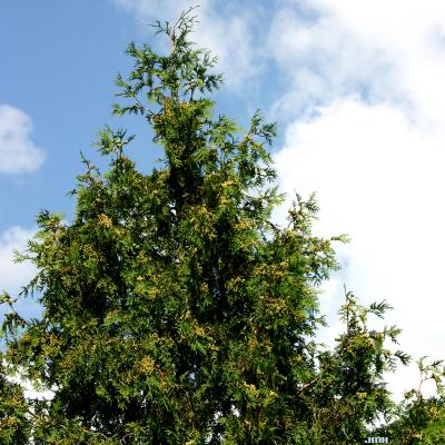 Thuja plicata ‘Excelsa’ (Columnar giant arborvitae), growth habit, evergreen tree form