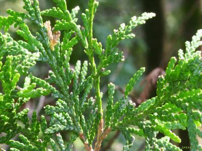 Thuja occidentalis ‘Hetz’ Wintergreen’ (Hetz’ Wintergreen eastern arborvitae), close-up of leaves