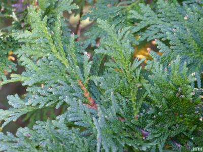 Thuja occidentalis ‘Winona’ (Winona eastern arborvitae), leaves
